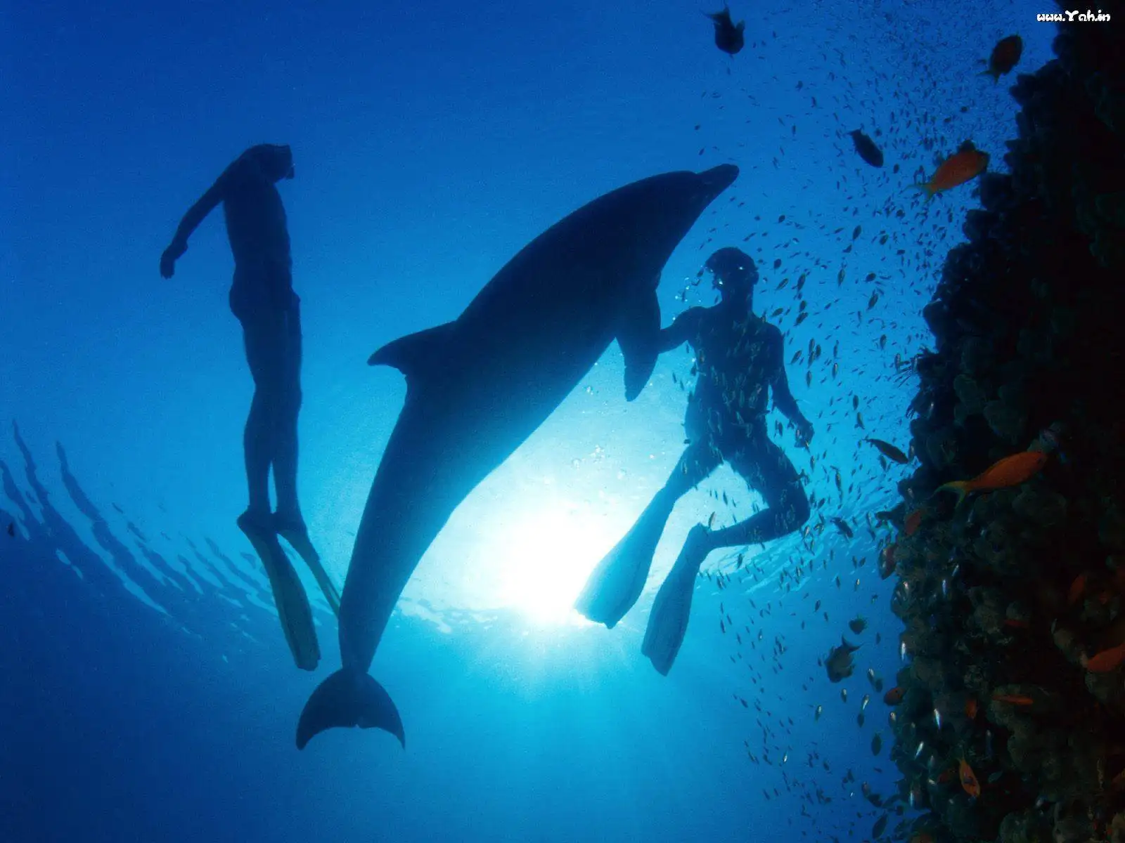 At Blue Sea Divers, we prioritize exceptional, safe diving experiences.