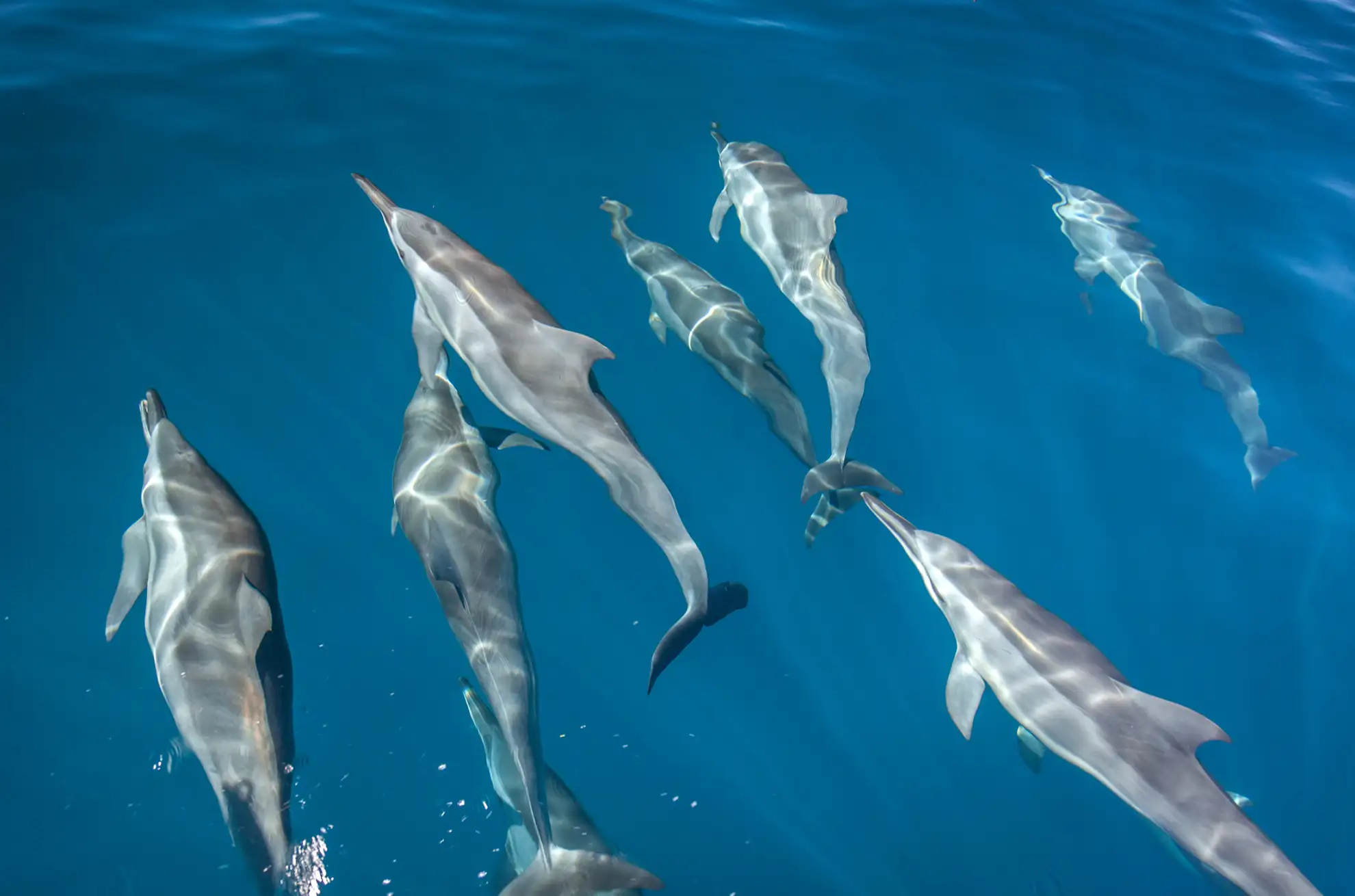 A school of dolphins were very curious that day.