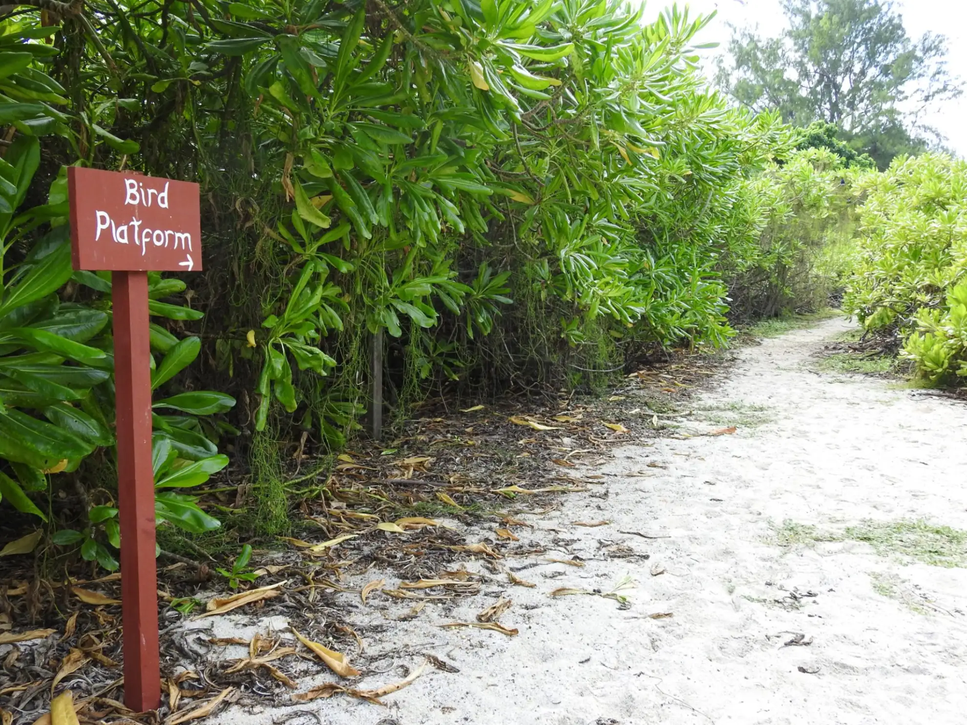 Experience the Seychelles like a true islander with our self-catering villas, providing an authentic and immersive stay.