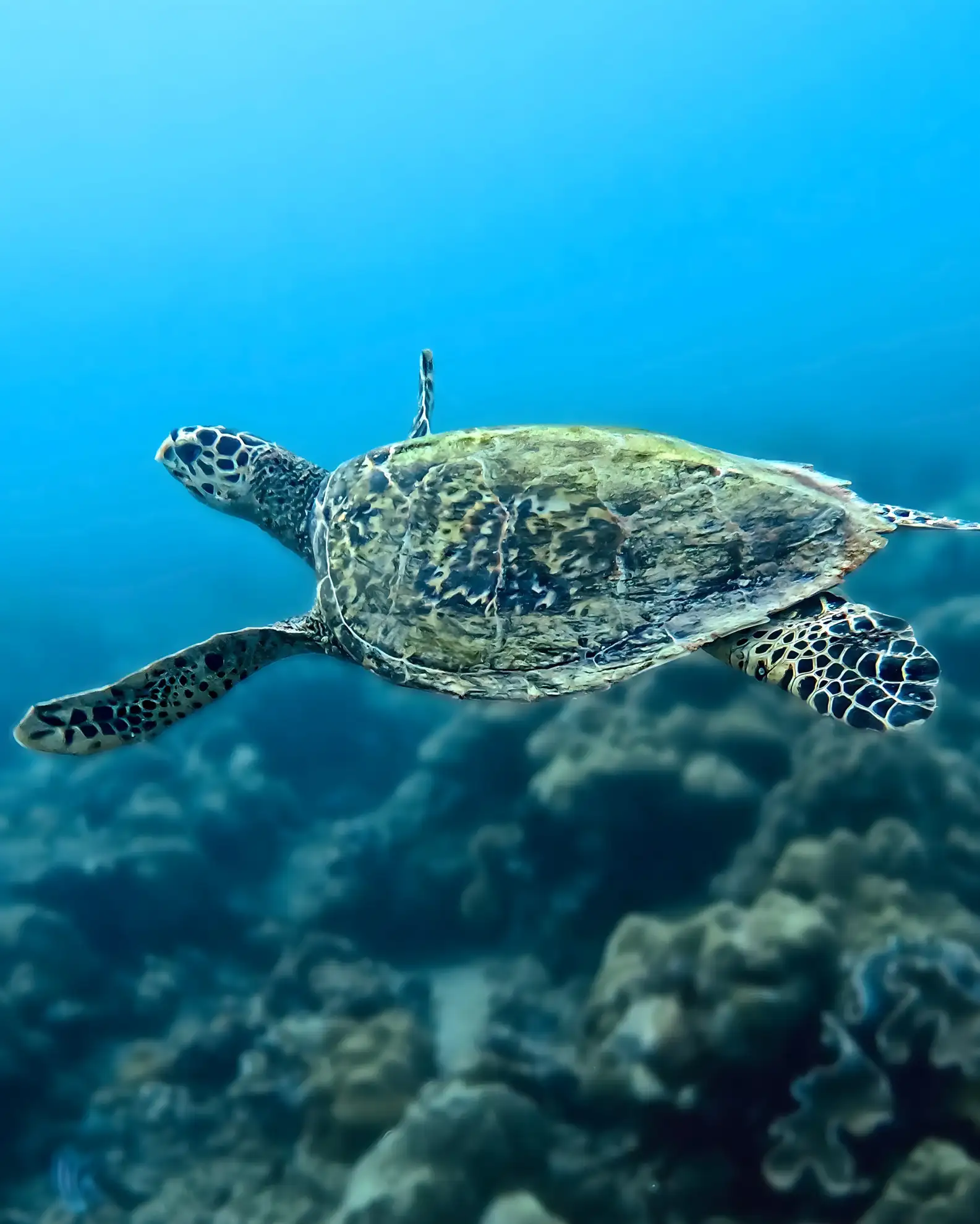 Dive Seychelles Underwater Centre Underwater Experience