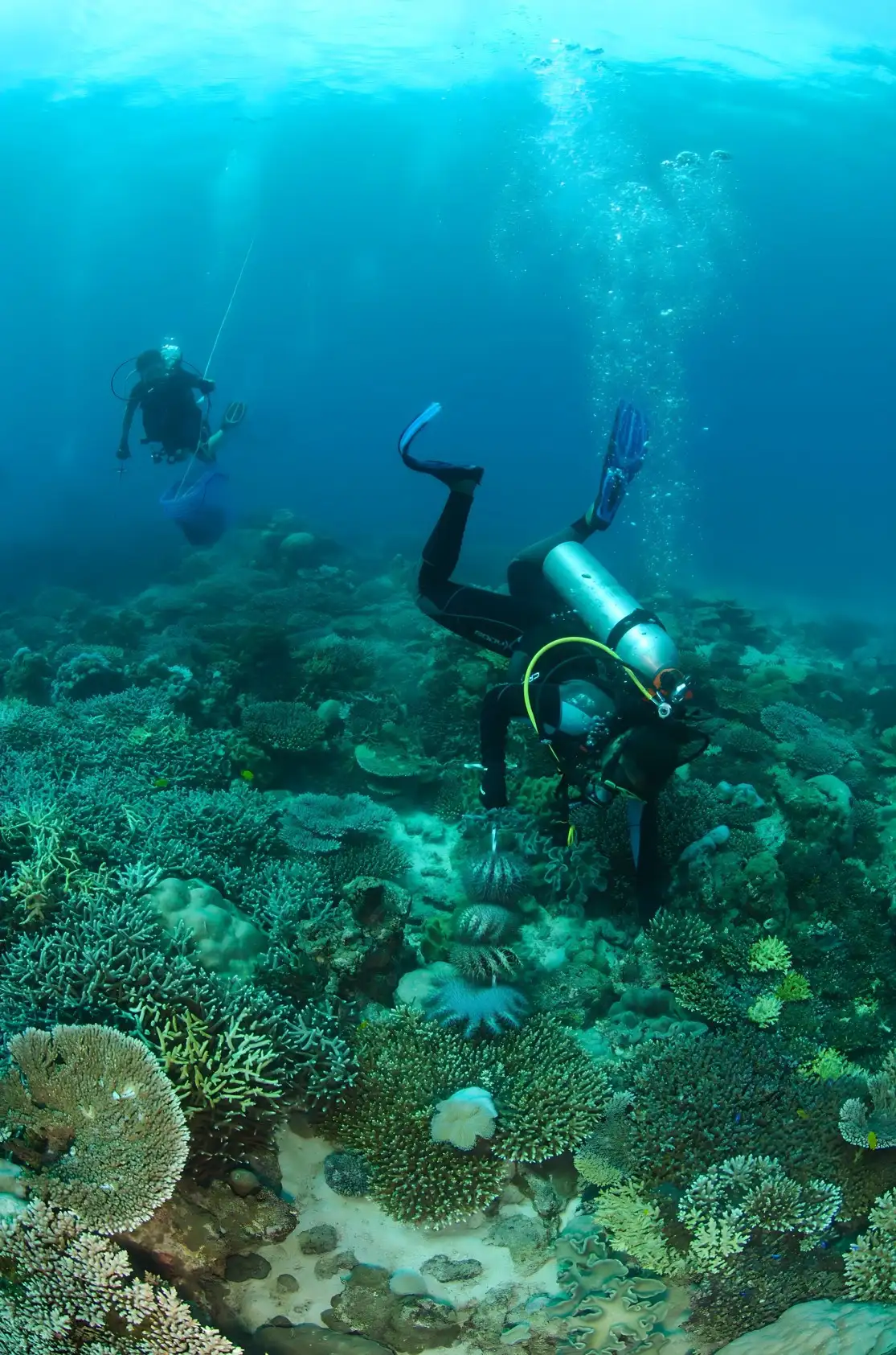 Experience the best of scuba diving and snorkeling with Big Blue Divers.