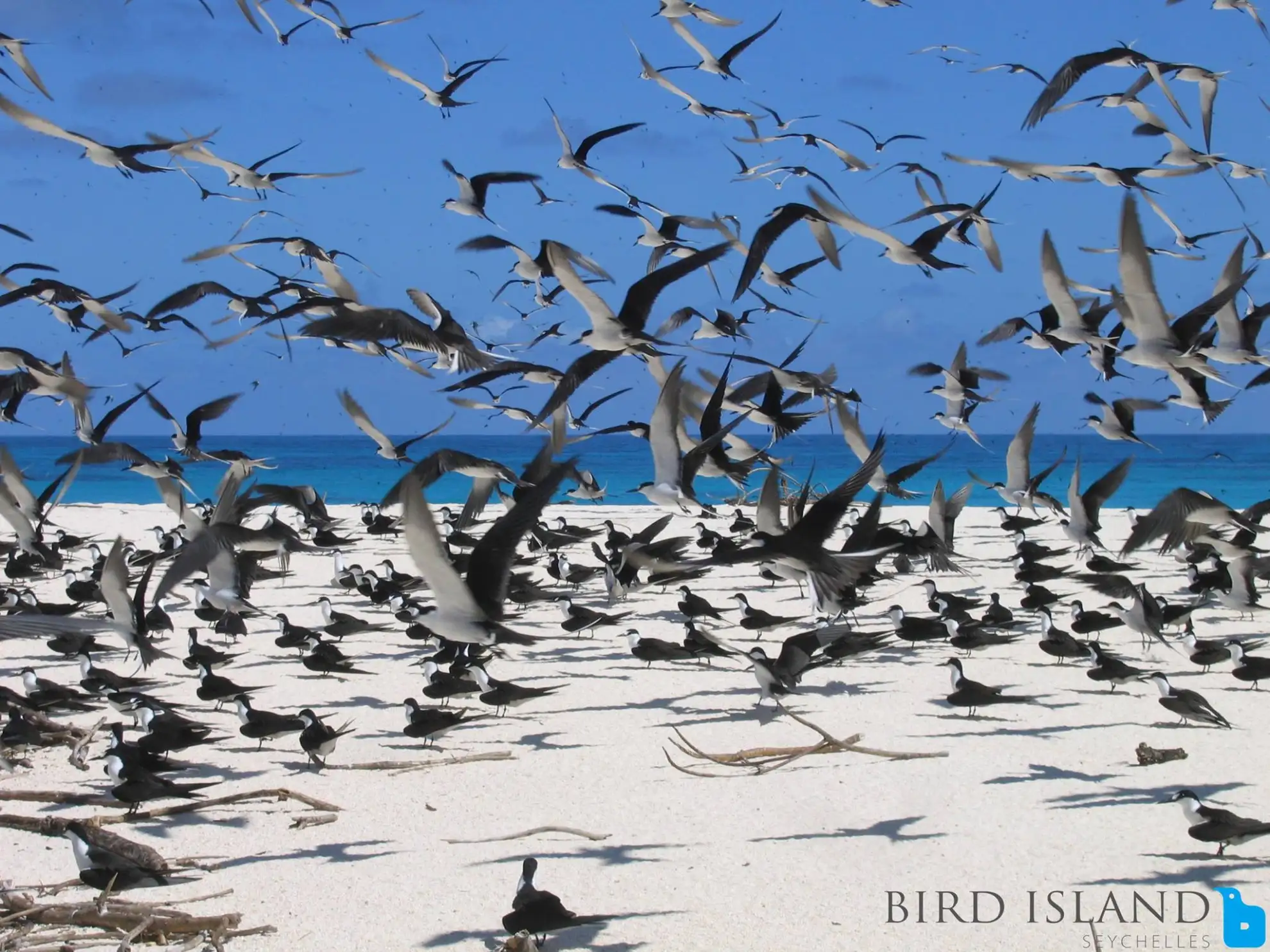 Experience the Seychelles like a true islander with our self-catering villas, providing an authentic and immersive stay.