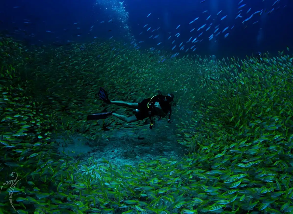 At Blue Sea Divers, we prioritize exceptional, safe diving experiences.